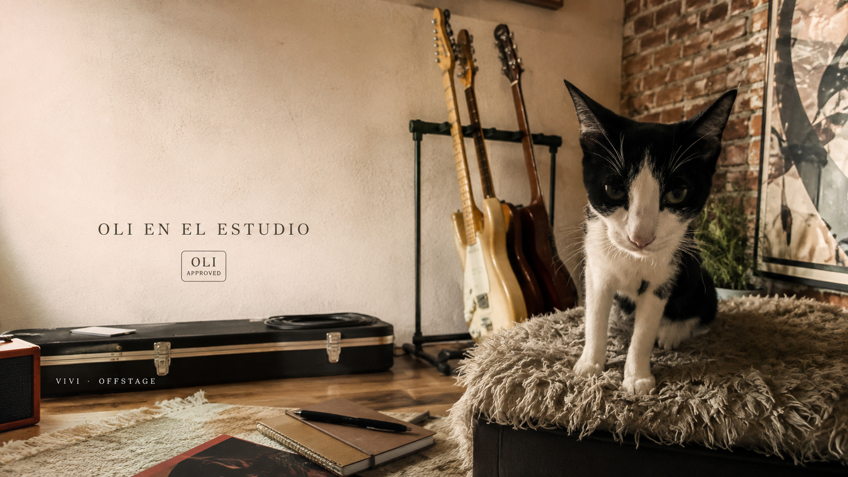 Gata blanca y negra llamada Olivia sentada sobre una superficie clara mientras una persona la acaricia.